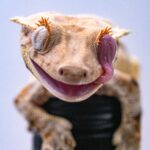 crested-geckos_1757784424