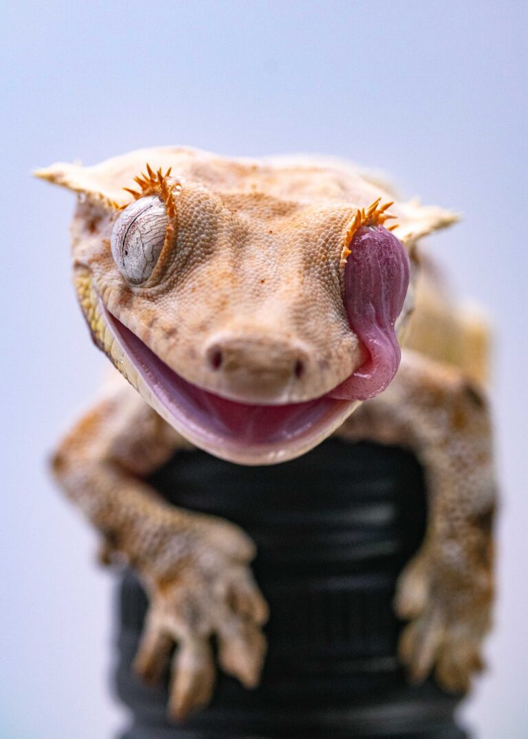 crested-geckos_1757784424