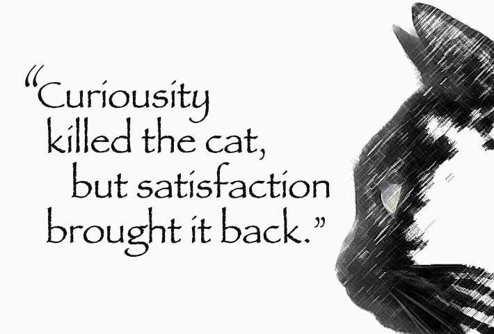 curiosity-killed-the-cat-full-quote_1757783868