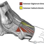 dorsal-foot_1757784016