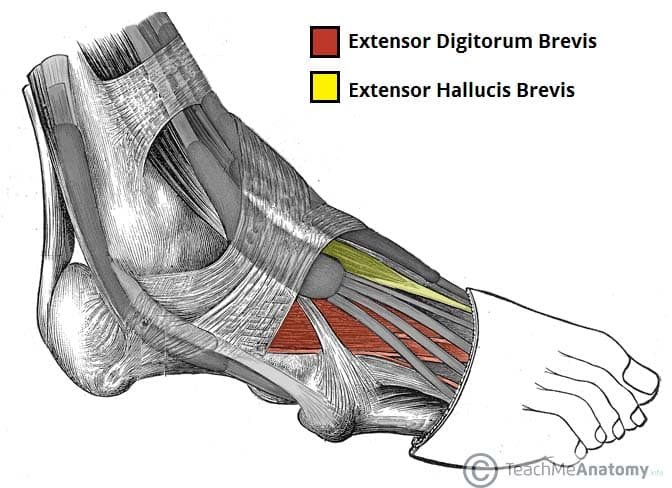 dorsal-foot_1757784016