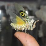 spiny-flower-mantis_1757785086