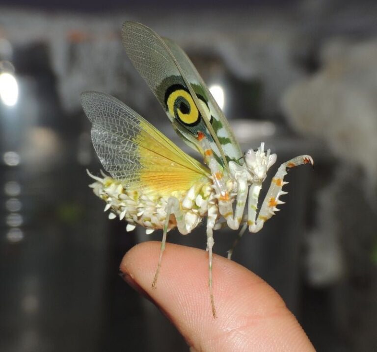 spiny-flower-mantis_1757785086